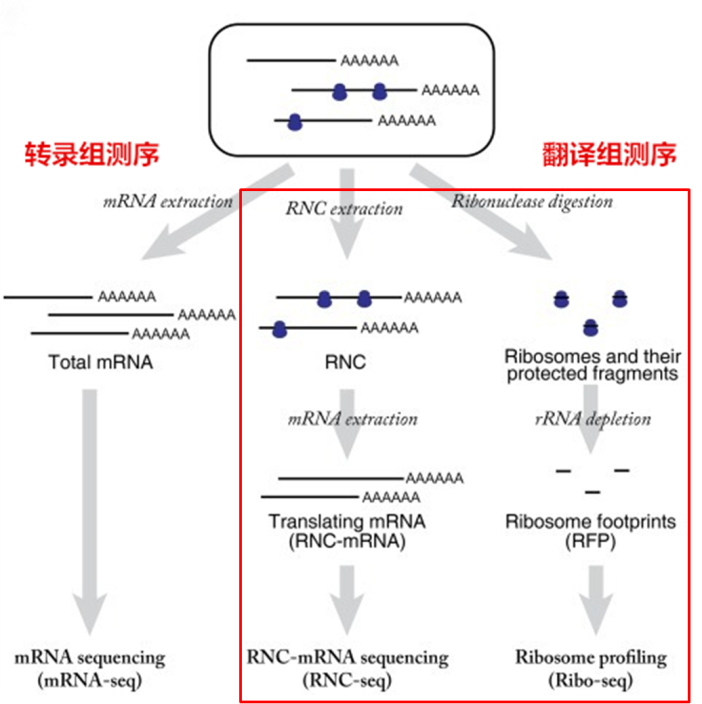 产品系列 承启医学